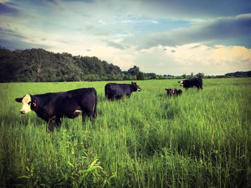 Four cows grazing in a lush green field under a blue sky with scattered clouds.