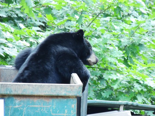 A black bear sits in a dumpster, surrounded by green foliage.