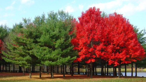 A vibrant red tree stands out among green pines by a calm lake under a blue sky with scattered clouds.