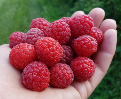 A hand holding a cluster of fresh, ripe red raspberries against a blurred green background.