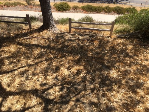 A dry, grassy area with scattered leaves and shadows from a nearby tree and fence.