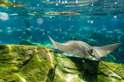 A stingray glides gracefully over rocky underwater terrain, surrounded by shimmering water and small fish.