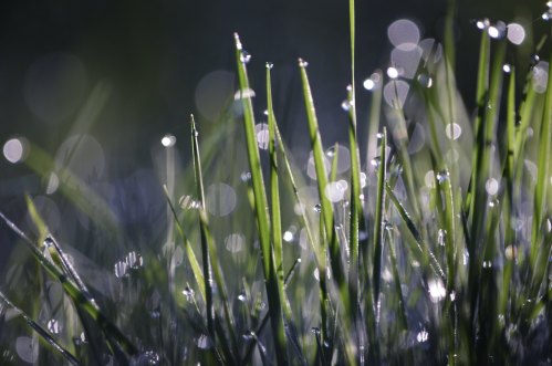 Close-up of dew-covered grass blades glistening in soft light, with a blurred background of bokeh.