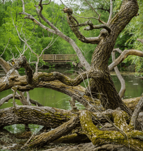 A twisted tree trunk overhangs a calm river, with a wooden bridge visible in the background among lush greenery.