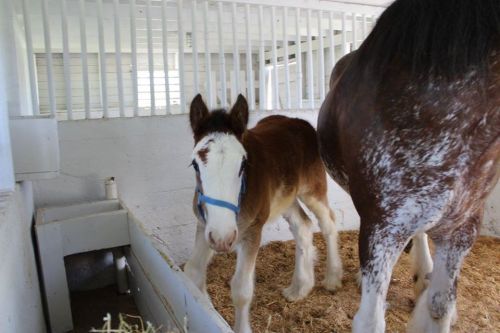 A brown and white foal stands in a stable next to a larger horse, with straw scattered on the ground.