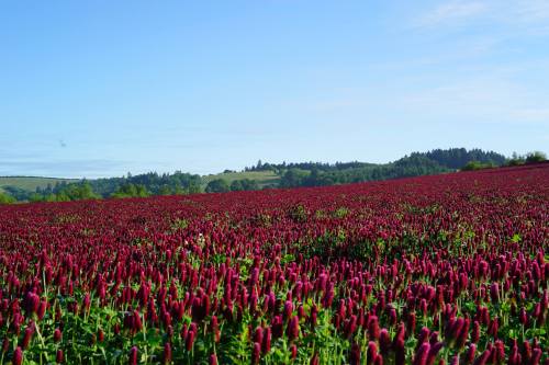 A vibrant field of crimson clover flowers stretches under a clear blue sky, with rolling hills in the background.