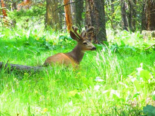 A young deer with antlers resting in a lush green forest surrounded by tall grass and trees.
