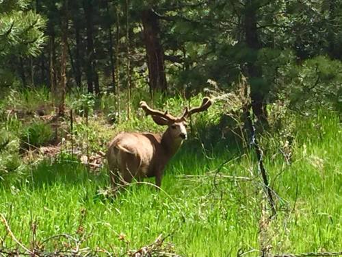 A deer with antlers stands in a lush green forest, surrounded by trees and tall grass.