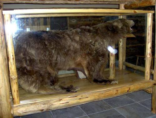 A mounted bear displayed in a glass case, resting on a wooden platform in a rustic setting.