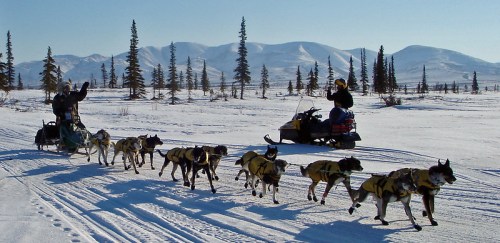 A team of sled dogs pulls a sled across snowy terrain, with mountains and trees in the background.