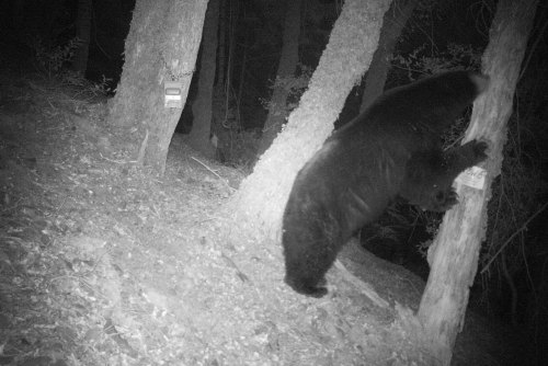 A black bear climbs a tree in a dark forest, captured by a wildlife camera.