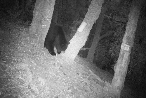 A black bear forages near trees in a dimly lit forest, captured by a wildlife camera.