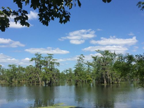 Lush green cypress trees reflect in calm water under a bright blue sky with scattered clouds.