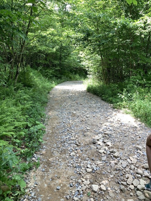 A winding dirt path through a lush green forest, lined with trees and ferns, with scattered rocks along the trail.