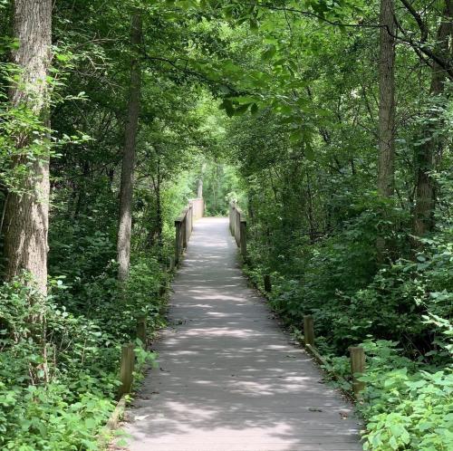 A wooden path surrounded by lush greenery leads through a tranquil forest.