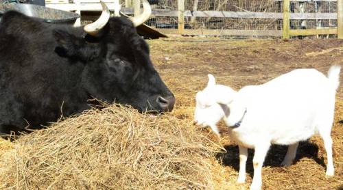 A black cow and a white goat are near a pile of hay in a sunny farmyard setting.
