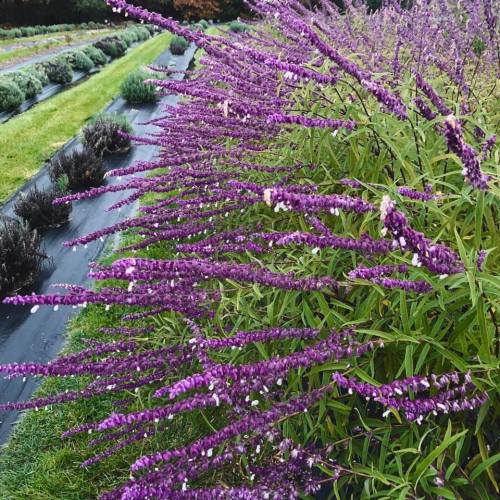 Vibrant purple flowers on long stems, surrounded by green foliage in a garden setting.