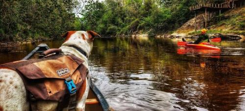 A dog in a canoe watches a person kayaking on a calm river surrounded by lush greenery.