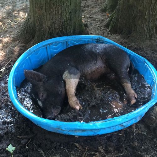 A black pig relaxing in a blue tub filled with mud, surrounded by trees.