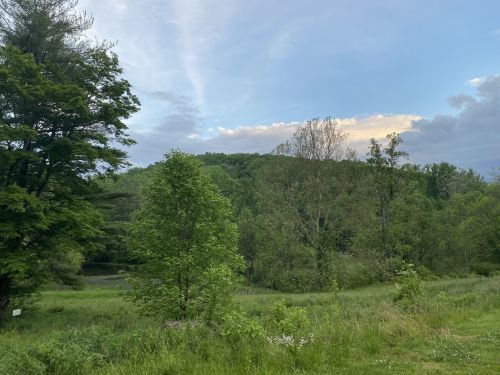 Lush green landscape with trees and a hill under a cloudy sky, creating a serene natural scene.