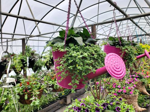 Hanging planters shaped like pink watering cans filled with lush green plants in a greenhouse.