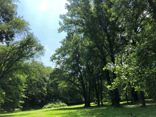 A lush green forest with tall trees and a bright blue sky peeking through the leaves.