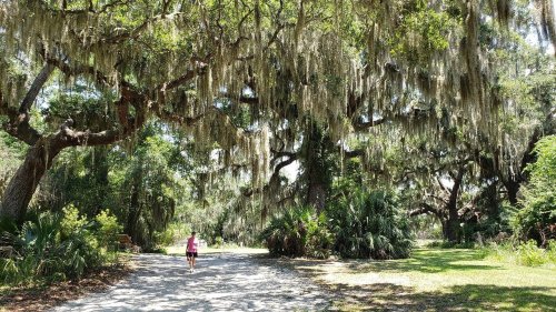A person walks along a gravel path surrounded by large trees draped in Spanish moss and lush greenery.
