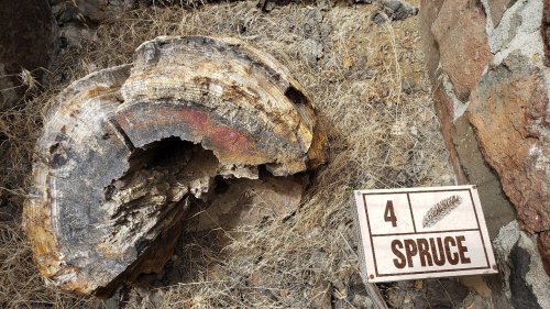 A large piece of petrified wood next to a sign labeled "4 SPRUCE," set against a rocky, dry landscape.