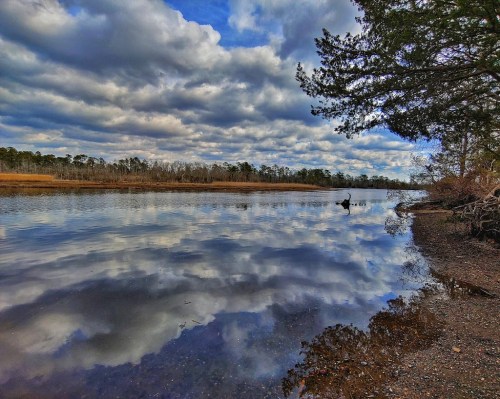 A serene river scene with clouds reflected in the water, framed by trees and a lone bird on the shore.