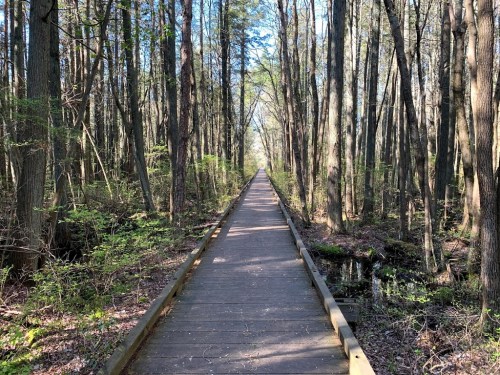A wooden boardwalk stretches through a lush, green forest under a clear blue sky.