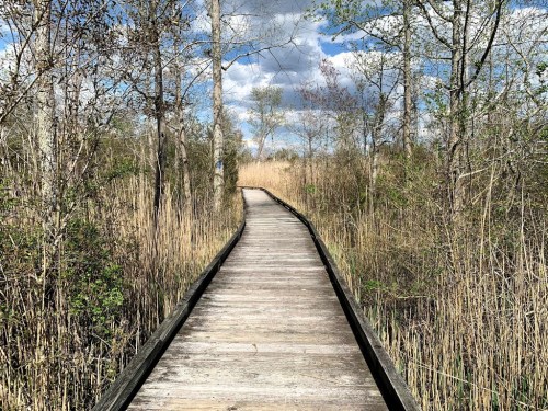 A wooden boardwalk winds through tall grasses and trees under a partly cloudy sky.