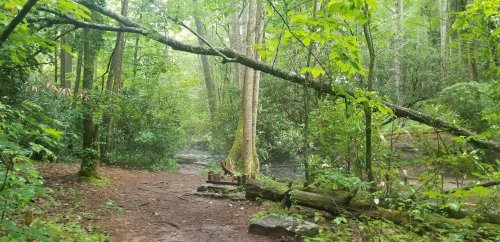 A serene forest path with lush greenery, a fallen tree, and a gentle stream in the background.