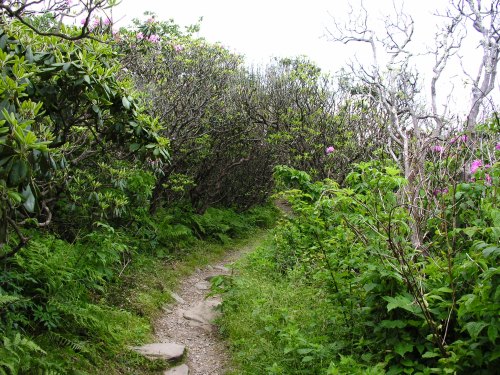 A narrow path winds through lush greenery and flowering shrubs, leading into a serene, natural landscape.