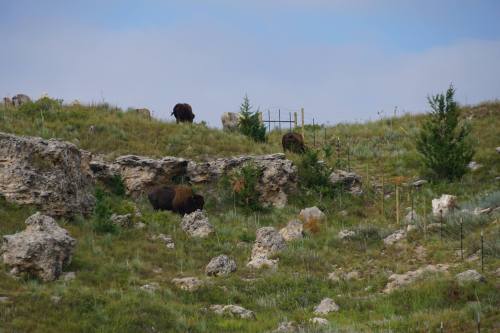A herd of bison grazing on a grassy hillside with rocky outcrops and sparse trees under a cloudy sky.