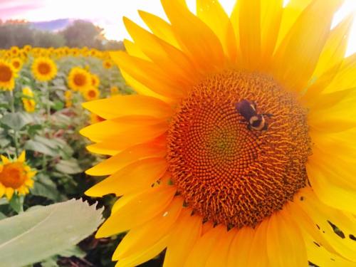 A close-up of a vibrant sunflower with a bee on its center, surrounded by a field of sunflowers under a colorful sky.