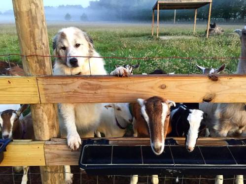 A livestock guardian dog leans over a wooden fence, surrounded by curious goats in a misty field.
