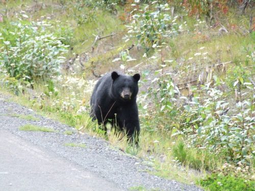 A black bear walking along a gravel road, surrounded by greenery and wildflowers.