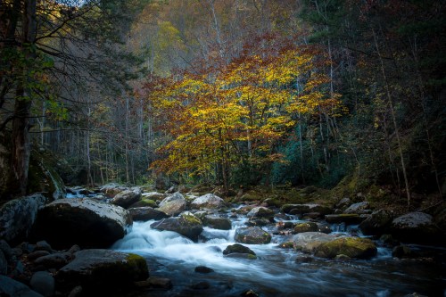 A serene river flows over rocks, surrounded by trees with vibrant autumn leaves in a tranquil forest setting.