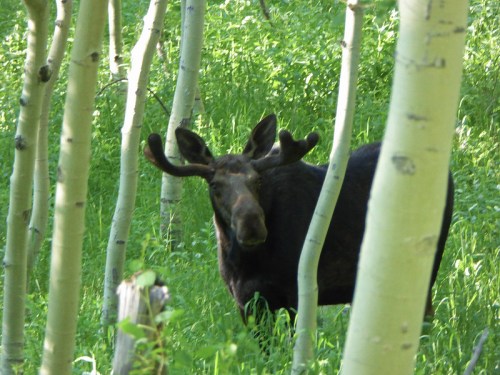 A moose stands among green foliage and slender trees, partially obscured by the surrounding vegetation.