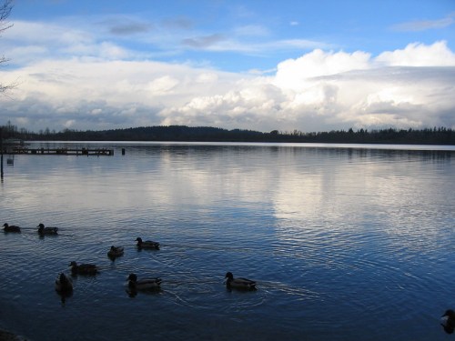 A serene lake scene with ducks swimming, surrounded by trees and a cloudy blue sky reflecting on the water.