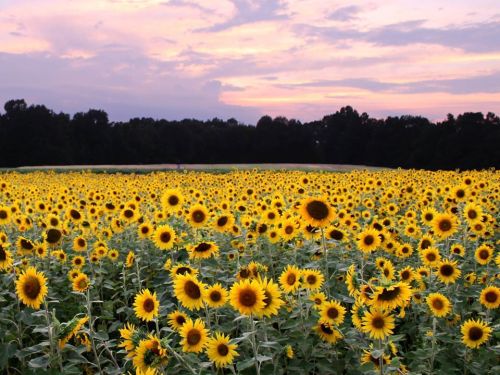 A vibrant field of sunflowers under a colorful sunset sky, surrounded by trees in the background.