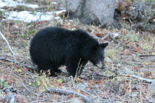 A black bear forages on the forest floor among fallen leaves and twigs.