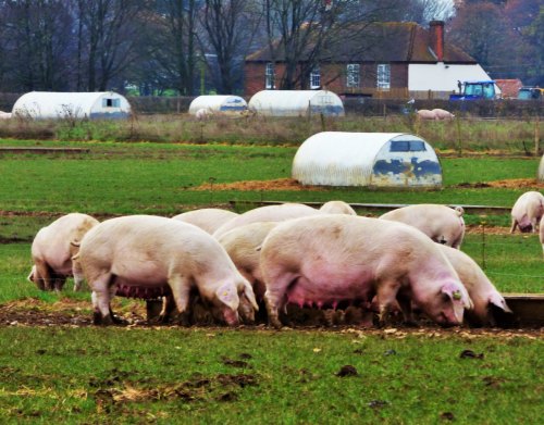 A group of pigs foraging in a green field, with farm buildings and structures in the background.