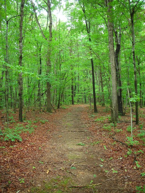 A serene forest path surrounded by lush green trees and scattered brown leaves on the ground.