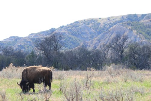 A bison grazes in a grassy field with rolling hills and sparse trees in the background under a bright sky.