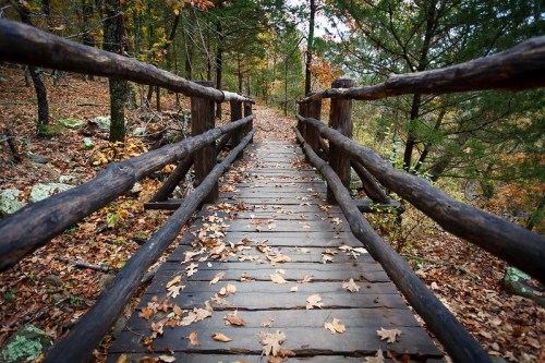 A wooden bridge surrounded by autumn foliage, leading through a peaceful forest path.