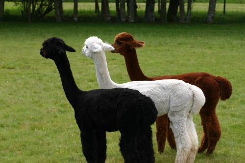 Three alpacas in a grassy field: one black, one white, and one brown, standing side by side.