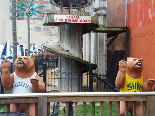 Two bear statues in sports jerseys stand guard near a spiral slide, with a sign warning about "Irish Diving Goats."