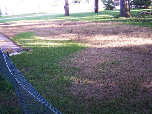 A grassy yard with patches of brown and green grass, bordered by a chain-link fence and trees in the background.
