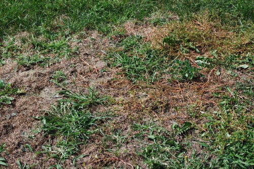 A patchy lawn with a mix of dry, brown grass and green weeds, showing signs of uneven growth and health.